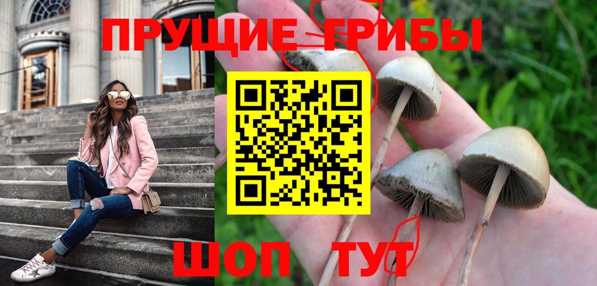 Галлюциногенные грибы GOLDEN TEACHER  Вход с VPN  Псилоцибиновые грибы Psilocybe  где продают наркотики  Кудрово 